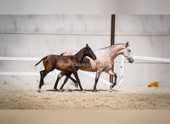 PRE Croisé, Jument, 6 Ans, 164 cm, Aubère