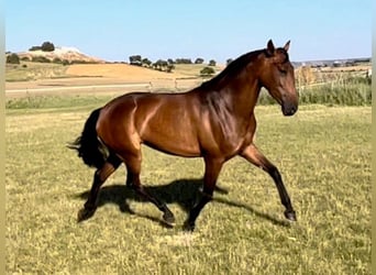 PRE Croisé, Jument, 6 Ans, 164 cm, Bai cerise