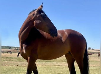 PRE Croisé, Jument, 6 Ans, 164 cm, Bai cerise