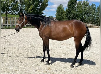 PRE Croisé, Jument, 6 Ans, 164 cm, Bai cerise