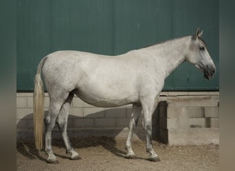 PRE Croisé, Jument, 6 Ans, 165 cm, Gris