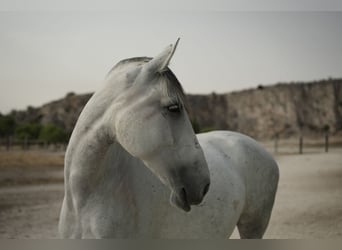 PRE Croisé, Jument, 6 Ans, 165 cm, Gris