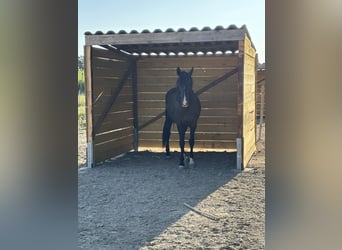 PRE, Jument, 6 Ans, 165 cm, Noir