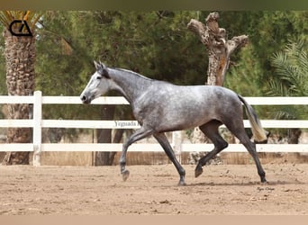 PRE, Jument, 6 Ans, 166 cm, Gris pommelé