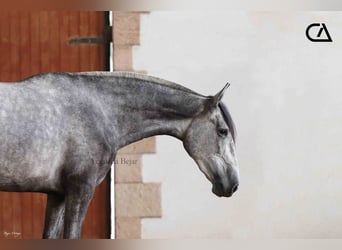 PRE, Jument, 6 Ans, 166 cm, Gris pommelé
