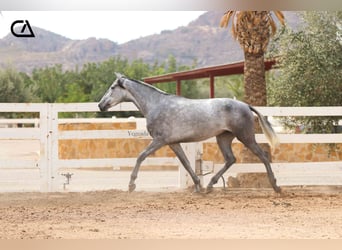PRE, Jument, 6 Ans, 166 cm, Gris pommelé