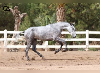 PRE, Jument, 6 Ans, 166 cm, Gris pommelé