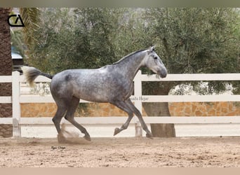 PRE, Jument, 6 Ans, 166 cm, Gris pommelé