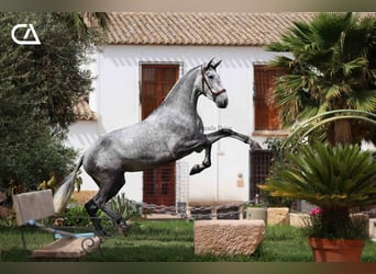PRE, Jument, 6 Ans, 166 cm, Gris pommelé