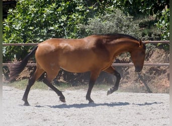 PRE Croisé, Jument, 6 Ans, 167 cm, Bai cerise