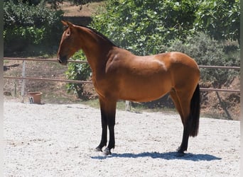 PRE Croisé, Jument, 6 Ans, 167 cm, Bai cerise