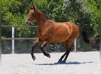 PRE Croisé, Jument, 6 Ans, 167 cm, Bai cerise