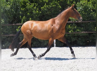 PRE Croisé, Jument, 6 Ans, 167 cm, Bai cerise