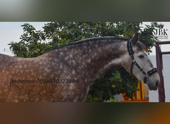 PRE Croisé, Jument, 6 Ans, 167 cm, Gris