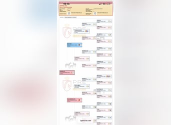 PRE Croisé, Jument, 6 Ans, 167 cm, Gris moucheté