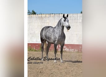 PRE Croisé, Jument, 6 Ans, 168 cm, Gris