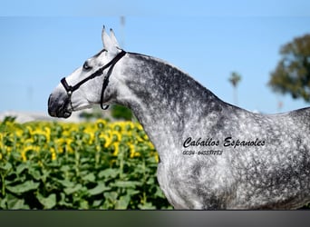PRE Croisé, Jument, 6 Ans, 168 cm, Gris