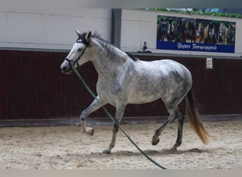 PRE Croisé, Jument, 6 Ans, 173 cm, Gris