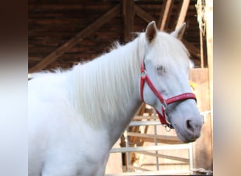 PRE Croisé, Jument, 7 Ans, 147 cm, Cremello