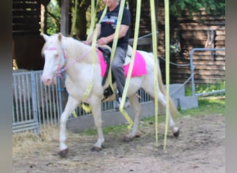 PRE Croisé, Jument, 7 Ans, 147 cm, Cremello