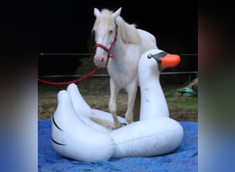 PRE Croisé, Jument, 7 Ans, 147 cm, Cremello