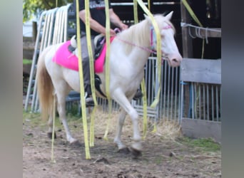 PRE Croisé, Jument, 7 Ans, 147 cm, Cremello