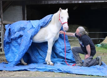 PRE Croisé, Jument, 7 Ans, 147 cm, Cremello