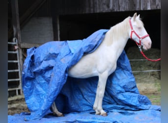 PRE Croisé, Jument, 7 Ans, 147 cm, Cremello