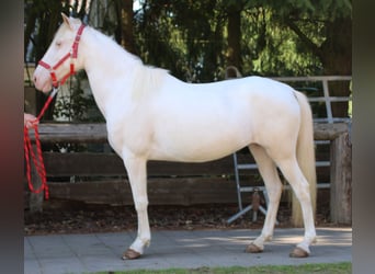 PRE Croisé, Jument, 7 Ans, 147 cm, Cremello