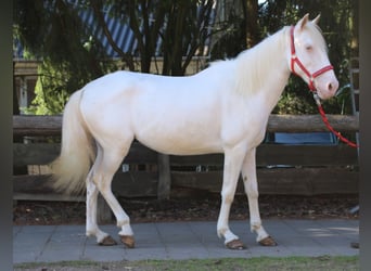 PRE Croisé, Jument, 7 Ans, 147 cm, Cremello