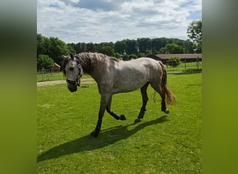 PRE, Jument, 7 Ans, 152 cm, Gris