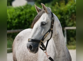 PRE Croisé, Jument, 7 Ans, 153 cm, Gris