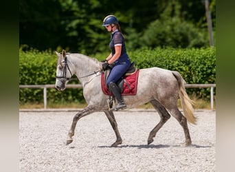 PRE Croisé, Jument, 7 Ans, 153 cm, Gris
