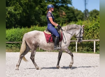 PRE Croisé, Jument, 7 Ans, 153 cm, Gris