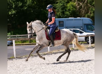 PRE Croisé, Jument, 7 Ans, 153 cm, Gris
