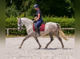 PRE Croisé, Jument, 7 Ans, 153 cm, Gris