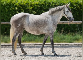 PRE Croisé, Jument, 7 Ans, 153 cm, Gris