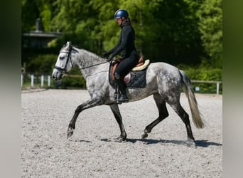 PRE Croisé, Jument, 7 Ans, 155 cm, Gris