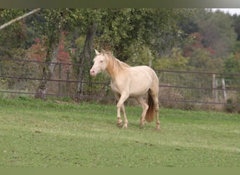 PRE, Jument, 7 Ans, 155 cm, Perlino
