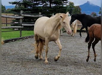 PRE, Jument, 7 Ans, 155 cm, Perlino
