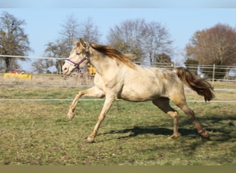 PRE, Jument, 7 Ans, 155 cm, Perlino