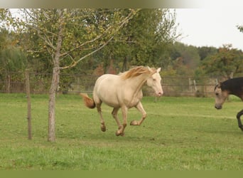 PRE, Jument, 7 Ans, 155 cm, Perlino
