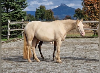 PRE, Jument, 7 Ans, 155 cm, Perlino