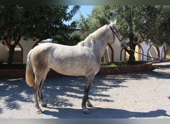 PRE Croisé, Jument, 7 Ans, 157 cm, Gris