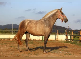 PRE Croisé, Jument, 7 Ans, 157 cm, Gris