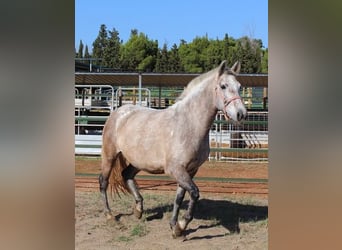 PRE Croisé, Jument, 7 Ans, 157 cm, Gris