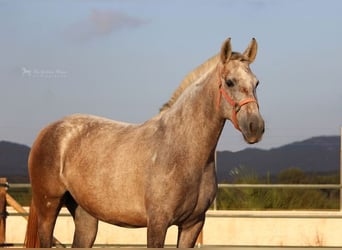 PRE Croisé, Jument, 7 Ans, 157 cm, Gris