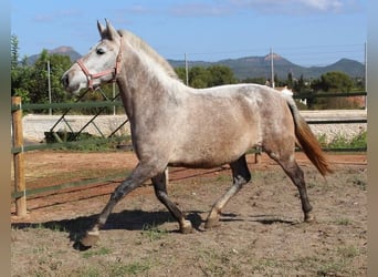 PRE Croisé, Jument, 7 Ans, 157 cm, Gris