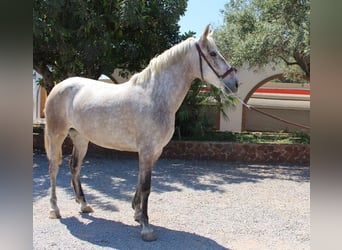 PRE Croisé, Jument, 7 Ans, 157 cm, Gris