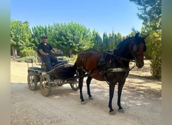 PRE Croisé, Jument, 7 Ans, 158 cm, Bai cerise
